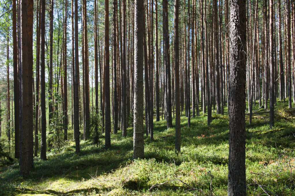 pine forests